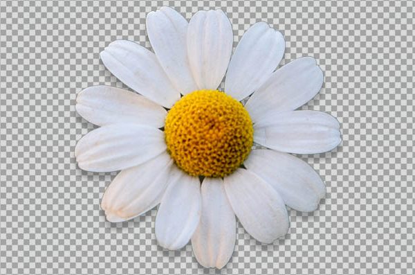 Chamomile Flower PNG – Transparent Botanical Floral Image