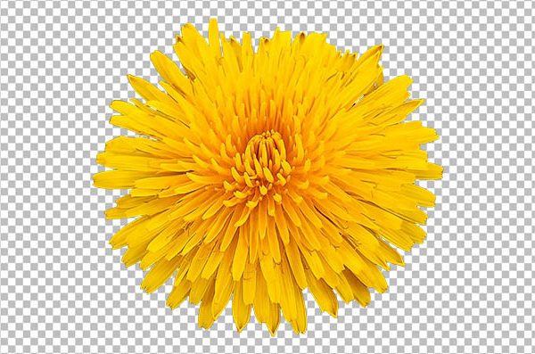 Dandelion Flower PNG Transparent Background – HD Yellow Wild Flower