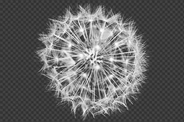 White Dandelion PNG Transparent Background – Blowing Seed Head HD