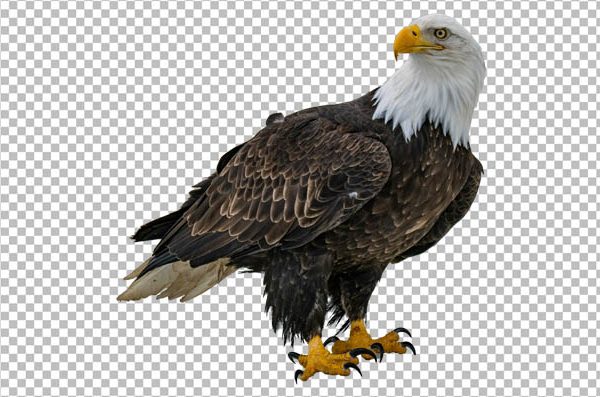 Bald Eagle PNG – Realistic Eagle Transparent Background