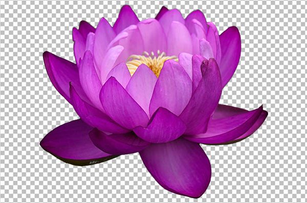 Blooming Lily Flower PNG Transparent Background