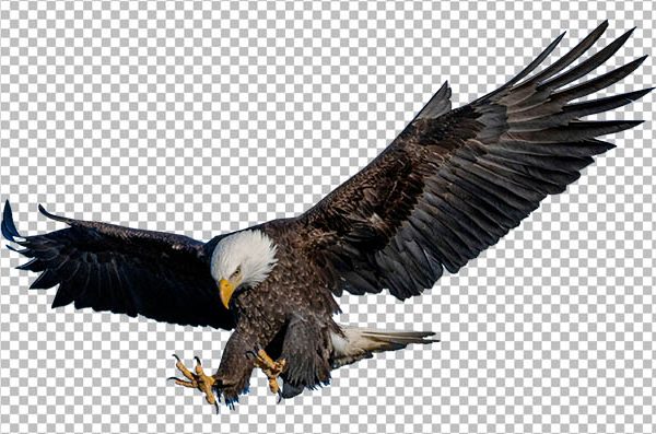 Eagle Hunting PNG – Bald Eagle in Flight Transparent Background