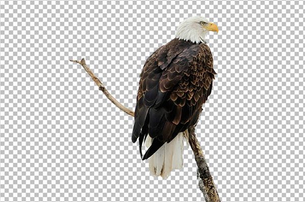 Eagle Sitting on Branch PNG – Bald Eagle Transparent Background
