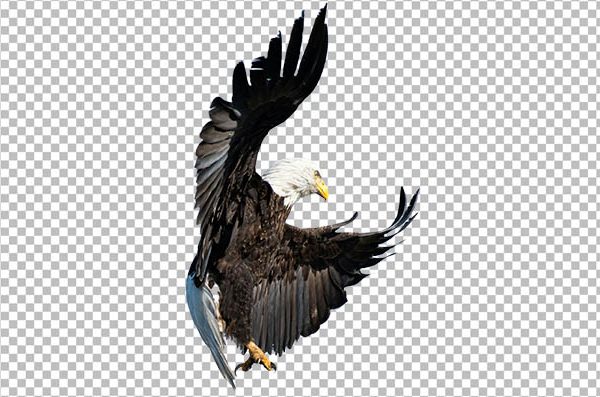 Eagle Swooping PNG – Bald Eagle Transparent Background