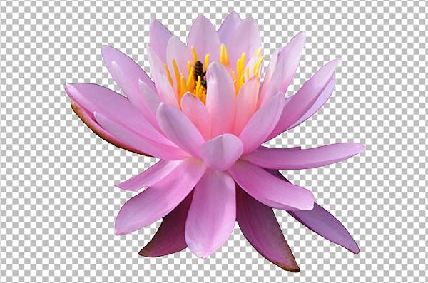 High Resolution Lily Flower PNG Transparent Background