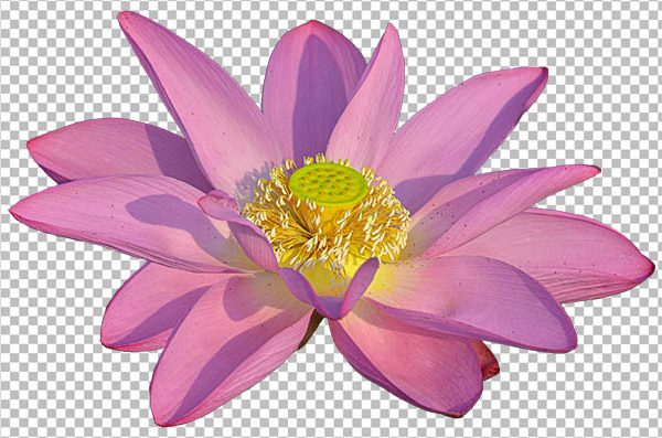 Lotus Flower PNG Without Background