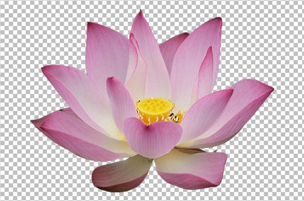 Lotus Flower Spiritual PNG – Transparent Sacred Floral Design