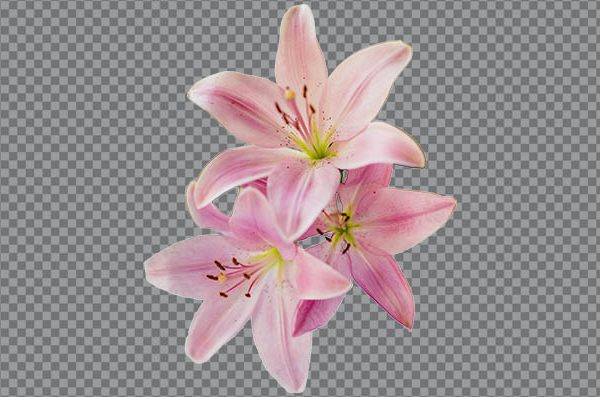 Natural Lily Flower PNG Transparent Background | HD Botanical Image