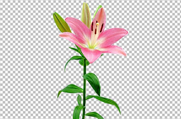Pink Lily Flower PNG Transparent Background | HD Floral Image