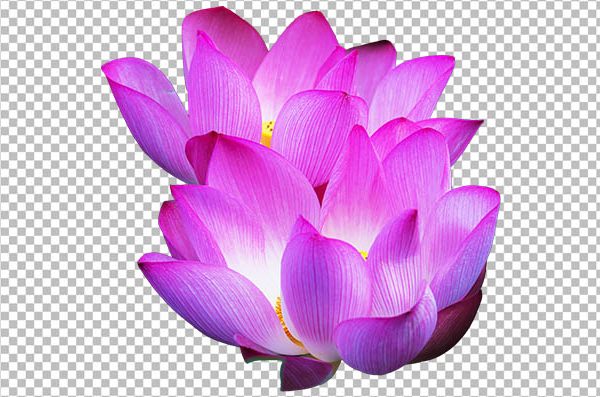 Realistic Lotus Flower PNG – Transparent Background