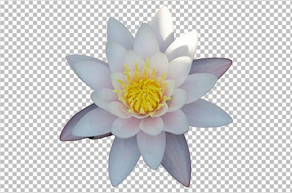 White Lily Flower PNG Transparent Background