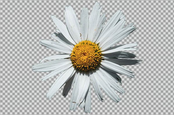 Chamomile Flower PNG Transparent Background – Free Floral Image