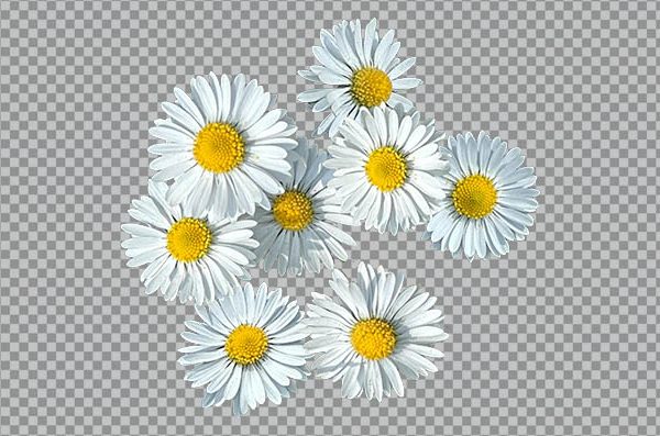Chamomile Plant Flower PNG – Transparent Botanical Image