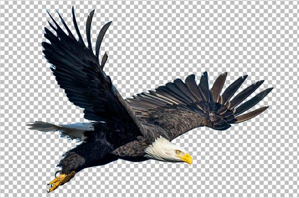 Flying Eagle Silhouette PNG – Eagle Transparent Background