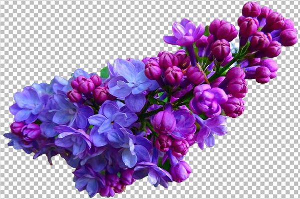 Lilac Blossom PNG Transparent Background – Purple Floral HD