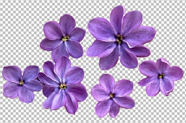 Lilac Flower PNG Transparent Background – Purple Lilac Blossom HD