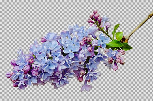 Lilac PNG for Wedding Design – Elegant Floral Transparent Background