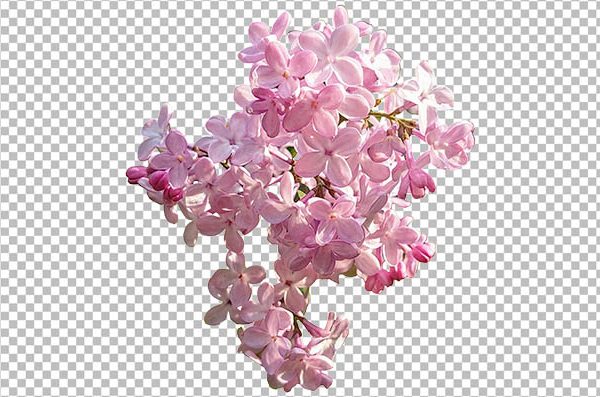 Pink Lilac PNG Transparent Background – Soft Floral Blossom HD