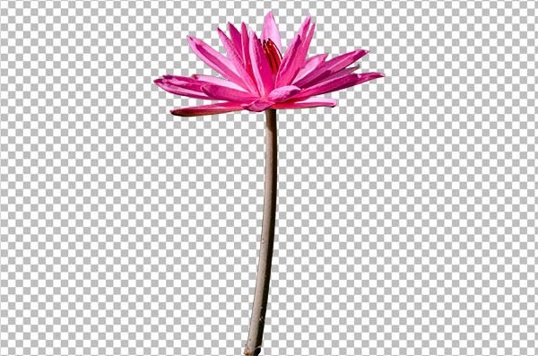 Pink Lotus Flower PNG – Transparent Background, HD Floral Design
