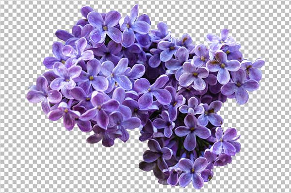 Purple Lilac PNG Transparent Background – Lilac Flower HD