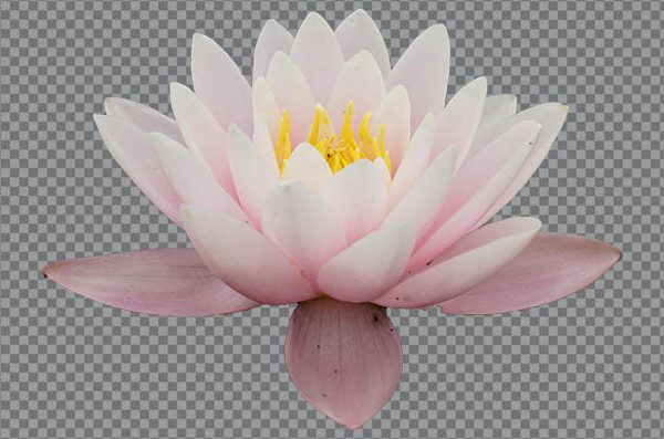 White Lotus Flower PNG – Transparent Background, HD Floral Image