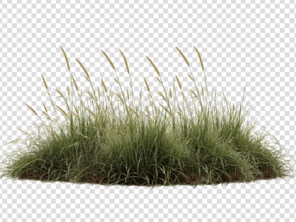 Bunch of Green Grass PNG – Natural Grass Transparent Image