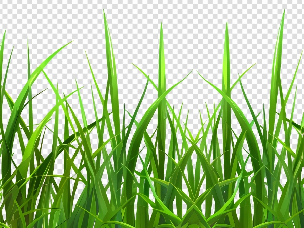 Lush Green Grass PNG – Transparent Natural Grass