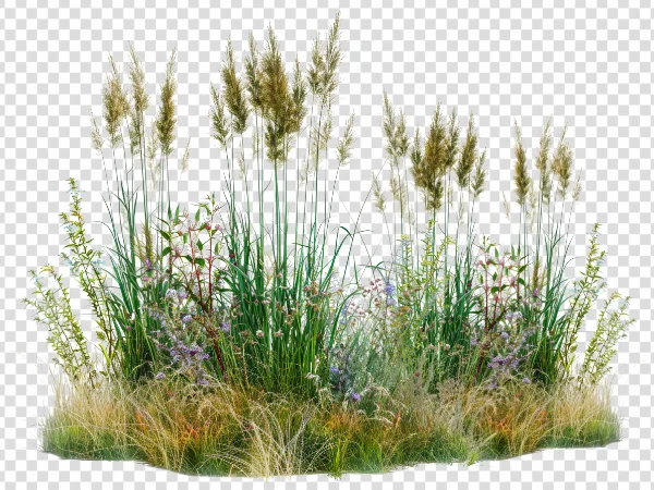 Mixed Prairie Grass Bed PNG – Natural Grass Transparent Image