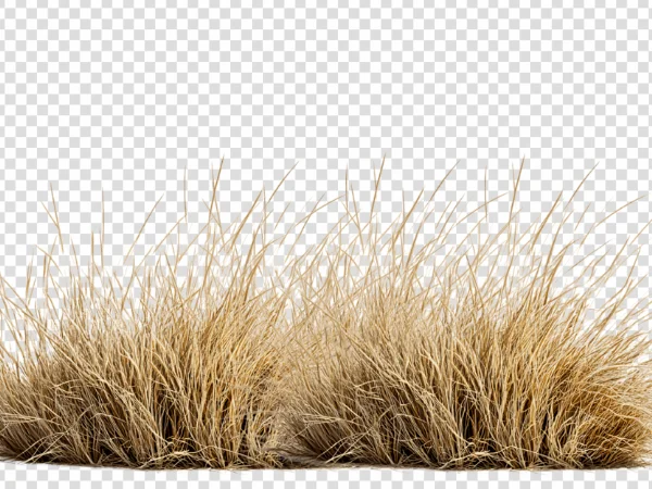 Realistic Dry Grass PNG – Brown Grass Transparent Image