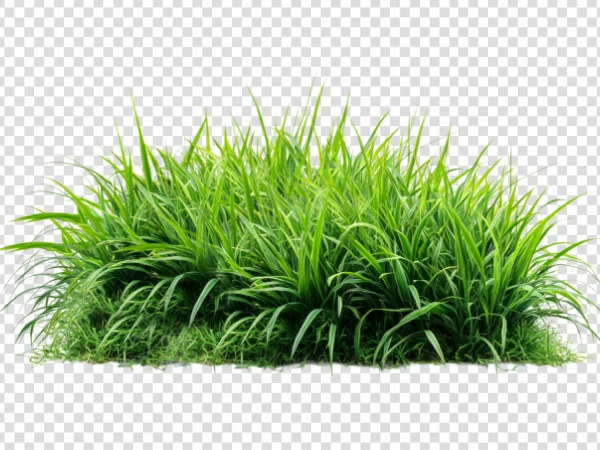 Realistic Fresh Grass PNG – Green Grass Transparent Image