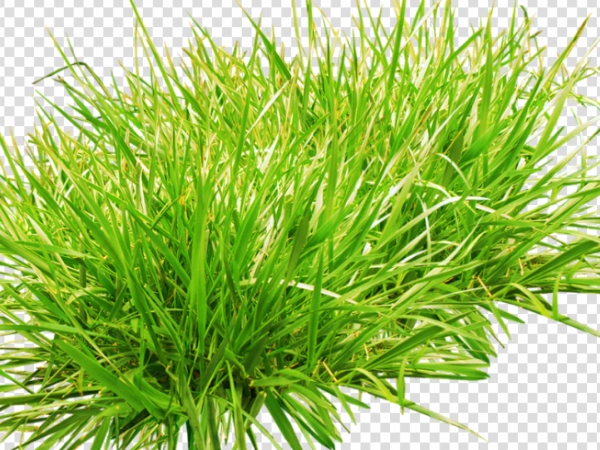 Realistic Grass PNG – Transparent Natural Grass Image