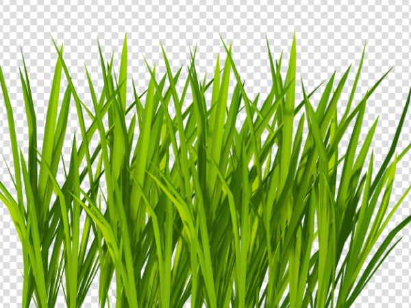 Tall Green Grass PNG – Transparent Grass Image