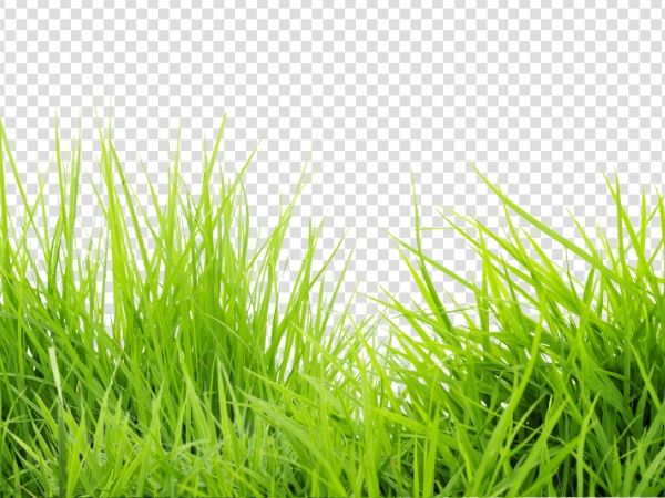 Transparent Green Grass PNG – Free Grass Image