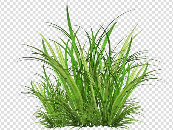 Wild Green Grass PNG – Transparent Grass Image