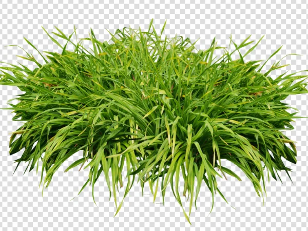 Fresh Green Grass PNG – Transparent Natural Grass