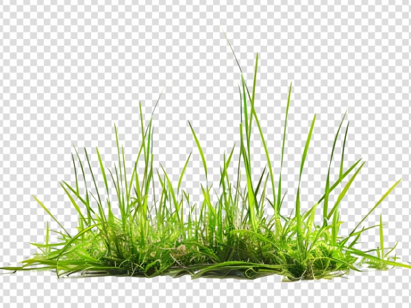 Natural Fresh Grass PNG – Transparent Green Grass